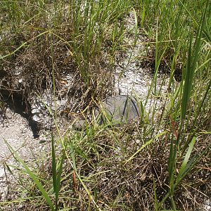 Gopher Tortoise, Sanibel Island FL 2012