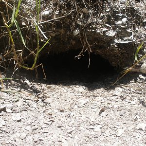 Gopher Tortoise Nest, Sanibel Island FL 2012