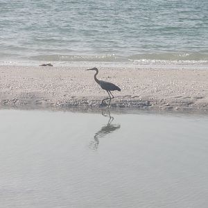Reddish Egret, Sanibel Island FL 2012