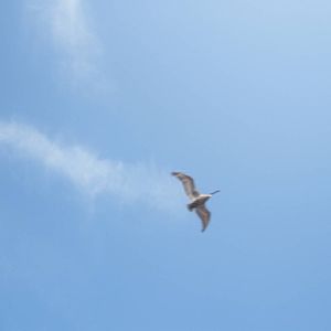 Brown Pelican, Sanibel Island FL 2012