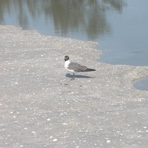 Laughing Gull, Sanibel Island FL 2012