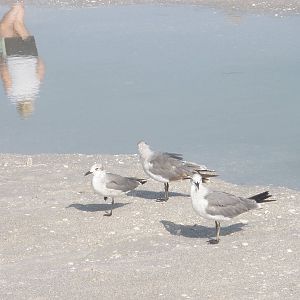 Juvenile Laughing Gulls, Sanibel Island FL 2012
