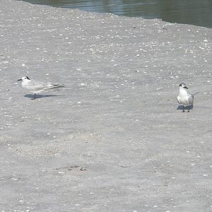 Sandwich Tern, Sanibel Island FL 2012