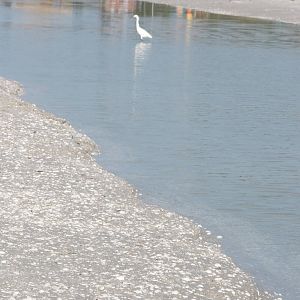 Snowy Egret, Sanibel Island FL 2012