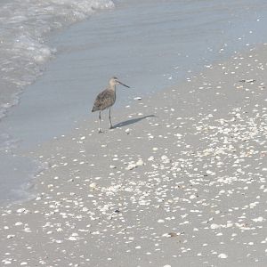 Willet, Sanibel Island FL 2012