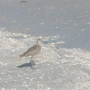 Willet, Sanibel Island FL 2012