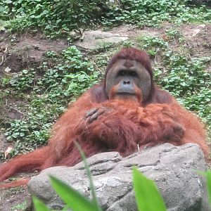 Jul. 2012-Henry, the Sumatran Orangutan