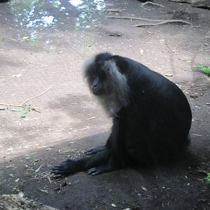 Jul. 2012-Lion-tailed Macaque