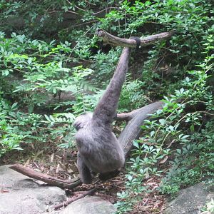 Jul. 2012-Mueller's Grey Gibbon