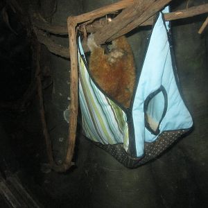 Jul. 2012-Pygmy Slow Loris