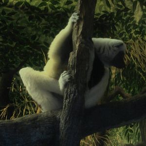 Jul. 2012-Rinaldo, a Coquerel's Sifaka