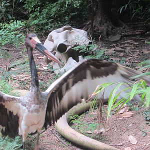 Jul. 2012-Saddle-billed Stork