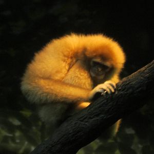 Jul. 2012-White-handed Gibbon