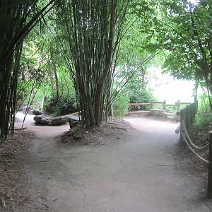 Jul. 2012-Sumatran Orangutan exhibit viewings