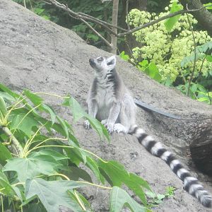 Jul. 2012-Ring-tailed Lemur