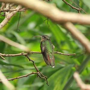 Rufous-breasted Hermit