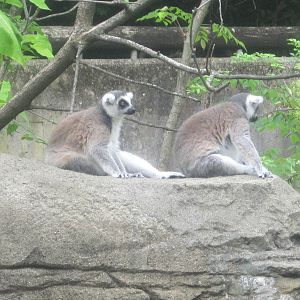 Jul. 2012-Ring-tailed Lemurs