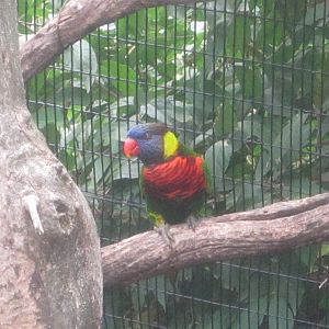 Jul. 2012-Green-naped Lorikeet