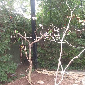 Jul. 2012-Black-capped Lory, Pied, and Speckled Pigeons, and Rainbow, Ornat