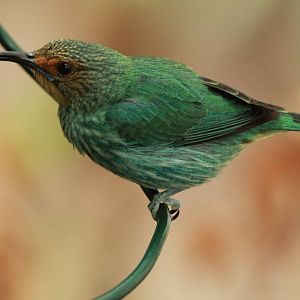 Purple Honeycreeper?