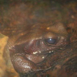 Spotted toad