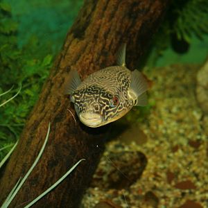 Pufferfish sp?