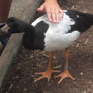 Jul. 2012-Magpie Goose