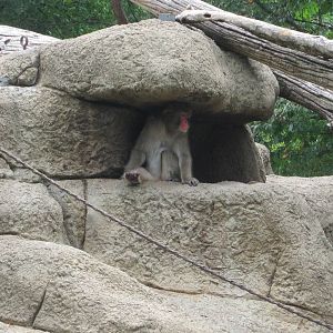 Jul. 2012-Japanese Macaque