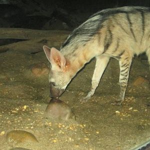 Jul. 2012-Aardwolf