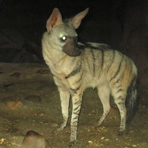 Jul. 2012-Aardwolf