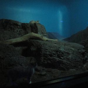 Jul. 2012-Arabian Sand Cat exhibit