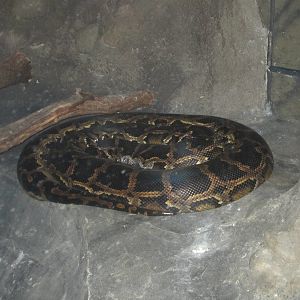 Jul. 2012-Burmese Python