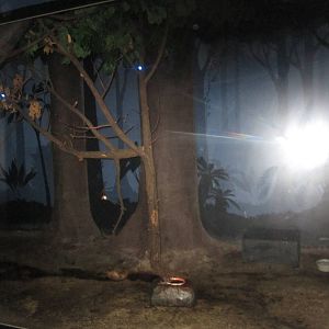 Jul. 2012-Common Vampire Bat/Southern Three-banded Armadillo exhibit