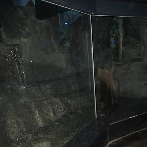 Jul. 2012-Fishing Cat exhibit