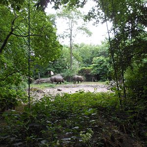 Bronx Zoo- Zoo Center- Part 1 of White Rhinoceros Exhibit