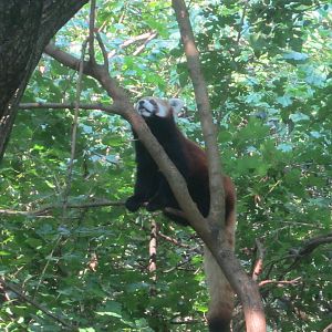 Jul. 2012-Red Panda