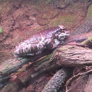 Jul. 2012-Amazon Milk Frog