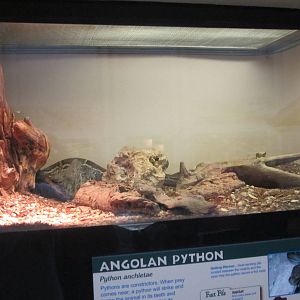 Jul. 2012-Angolan Python exhibit