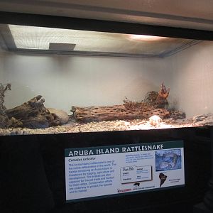 Jul. 2012-Aruba Island Rattlesnake exhibit