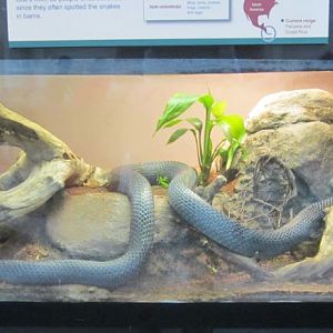 Jul. 2012-Black Milk Snake exhibit