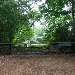 Bronx Zoo- Zoo Center- White Rhinoceros Exhibit Viewing