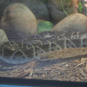 Jul. 2012-Brazilian Lancehead