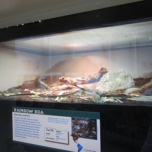 Jul. 2012-Brazilian Rainbow Boa exhibit
