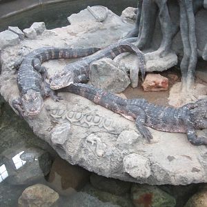 Jul. 2012-Chinese Alligators