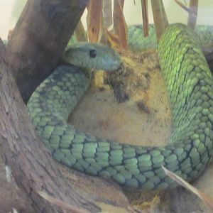 Jul. 2012-Jameson's Mamba