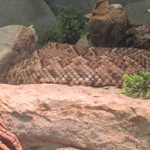 Jul. 2012-Mexican West Coast Rattlesnake