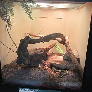 Jul. 2012-Rio Fuetre Beaded Lizard exhibit