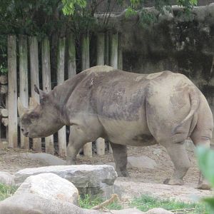 Jun. 2012-Klyde, the Eastern Black Rhinoceros