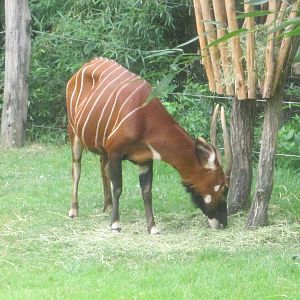 Jul. 2012-Female Eastern Bongo