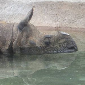 Jun. 2012-Nikki, an Indian Rhinoceros